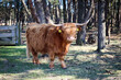 Highland cow on a sunny winterday