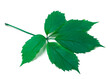 Green virginia creeper leaves on white background
