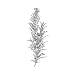 Wall Mural - Fresh rosemary herb in hand drawn engraving vector illustration on white.