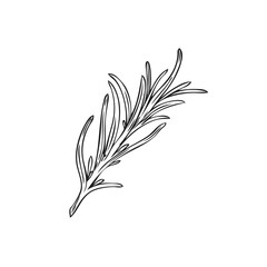 Wall Mural - Twig of rosemary cooking plant and herb sketch vector illustration isolated.