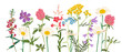 field flowers, vector drawing wild plants at white background, flowering meadow , hand drawn botanical illustration