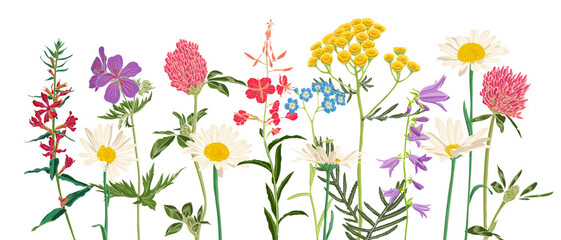 field flowers, vector drawing wild plants at white background, flowering meadow , hand drawn botanic