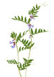 flowers of bush vetch, Vicia sepium, vector drawing wild plant isolated at white background , hand drawn botanical illustration