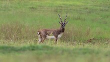 Blackbuck (Antilope Cervicapra), Also Known As The Indian Antelope