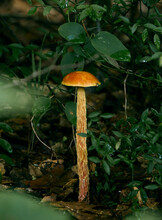 Shaggy Stalked Bolete Mushroom In A Green Bush