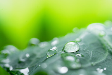 Wall Mural - Macro photography of beautiful rain drops on  green leaf in the morning. Close up leaf texture in nature. Natural background