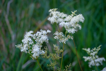 Macro photography of a flower: detail shot of a flower with background blur