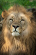 Katanga Lion or Southwest African Lion, panthera leo bleyenberghi. Head Close Up. Natural Habitat. Big lion with dark mane in the green grass in the savanna.Portrait of an african lion in the green.