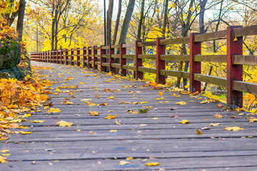 Canvas Print - Wooden bridge with autumn fall forest with autumn trees and yellow leaves