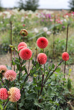Dahlias In The Garden On A Large Green Bush. Delicate Flower Buds. Growing Flowers.	