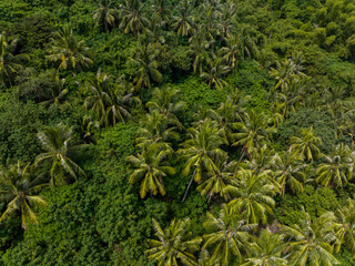 Wall Mural - Top down view of the tropical forest jungle