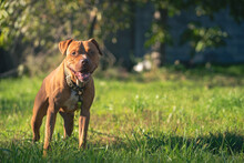Adult Male Red Nose Pitbull With Negative Space