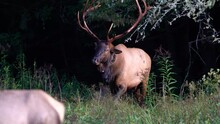 A Rocky Mountain Elk In  A Field