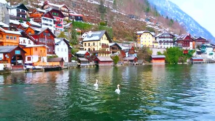 Sticker - The couple of swans floats along Hallstattersee lake, its bank is covered with old wooden housing of Hallstatt, Austria