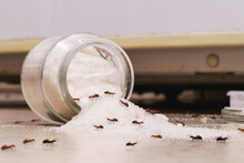 Sugar Jar Lying On The Kitchen Floor, With Red Candy Ants Crawling Across The Floor, Pest Problems Indoors