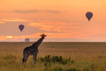 eine giraffe träumt vom fliegen