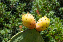Two Prickly Pear Cactus Fruits Against The Background Of Green Leaves.