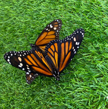 Monarch Butterfly On Green Grass