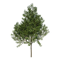 Front View Tree Plant ( Young Common Oak Tree 1 ) Png
