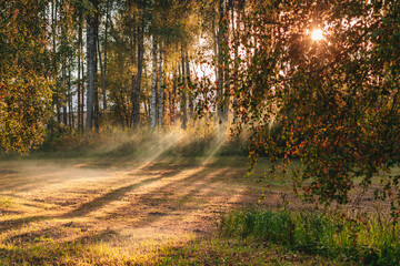 Wall Mural - sun rays in the forest