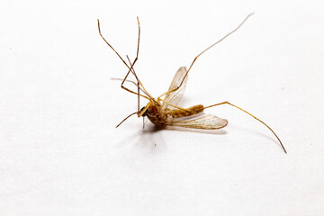 Dead mosquito isolated on white background and macro photo. 