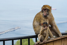 Portrait Of A Baby And Mother Barbary Macaque