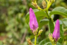 Purple Flowers Of The Cryptostegia Madagascariensis Plant