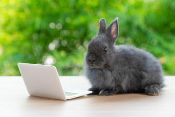 Newborn tiny rabbit furry bunny small laptop online sitting on bokeh green background. Lovely baby rabbit looking notebook sitting on wooden natural background. Easter fluffy concept pet technology