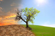 Half dead and alive tree outdoors. Conceptual photo depicting Earth destroyed by global warming
