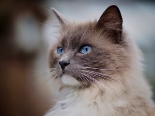 Canvas Print - Ragdoll Cat with Blue Eyes