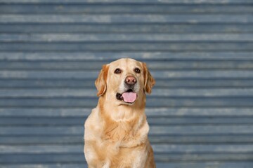 Wall Mural - Young domestic dog adopted sitting and looking with cuteness