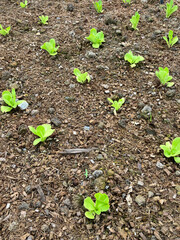 Sticker - Green oak lettuce is planted in an outdoor greenhouse. Agricultural concepts for healthy food. organic vegetables