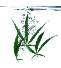 Sticker - Cannabis leaf, marijuana leaf in water on white