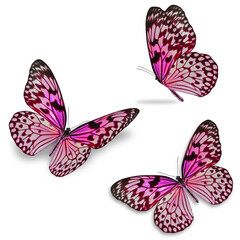 Wall Mural - three colorful butterfly isolated on white background.