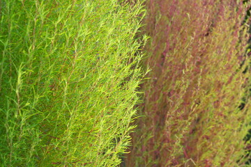 Tokyo,Japan - October 4, 2022: Closeup of two summer cypresses 
