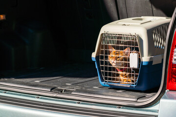 Wall Mural - Carrier for cats in the trunk of a car. Transportation of pets