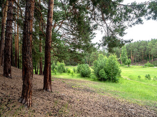 Wall Mural - pine trees on a hilll in the forest