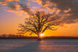Beautiful view of lonely bare oak tree growing in agricultural field covered with snow at colorful sunset in Midwest; sun setting behind the tree; tiny figure of man by the tree
