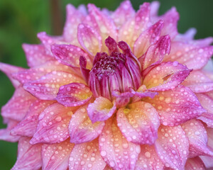 Sticker - Close up view of pink Dahlia flower with dew.