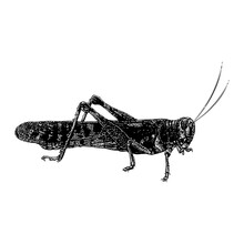 Desert Locust Hand Drawing Vector Illustration Isolated On Black Background