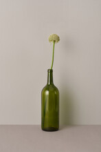 Vertical Modern Still Life Studio Shot Of Dark Green Wine Bottle With Plant In It Against Gray Background