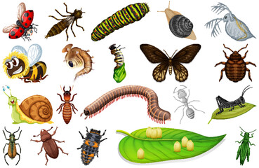 Wall Mural - Different kinds of insects collection