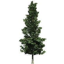 American Holly Tree - Front View