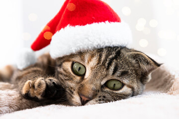 Portrait of a beautiful striped cat lying on a blanket in a red Santa Claus cap. Christmas background with a pet in a suit.