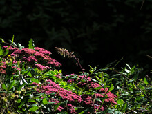Natural Background With Sedum Spectabilis Flower In The Lower Left Corner. Dark Background.