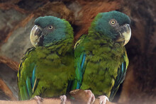 The Blue-headed Macaw Or Coulon's Macaw (Primolius Couloni), A Pair Of Large Blue-headed Macaws With A Brown Background. Portrait Of Rare Green Parrots.