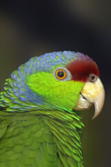 Poster - The lilac-crowned amazon (Amazona finschi), portrait. Portrait of lilac-crowned amazona subspecies amazona finchi finchi. Portrait of a parrot with a dark background.