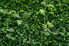 Fern Leaf Background. Tropical Plant Wall.