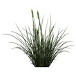 Cattail Plant - Front View