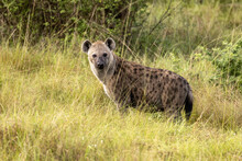 Side View Of An Adult Spotted Hyena, Crocutta Crocutta, In The Long Grass Of Queen Elizabeth National Park, Uganda.